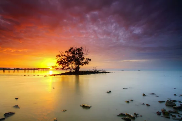 背景に劇的な夕日と海の孤独な一本の木の真ん中 — ストック写真