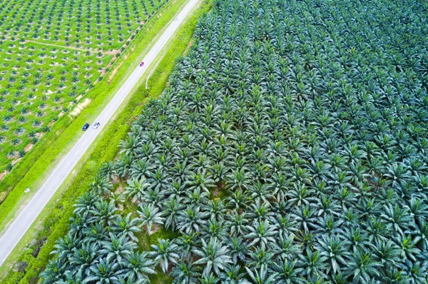 Vue Ariale Plantation Palmiers Huile Asie Est — Photo