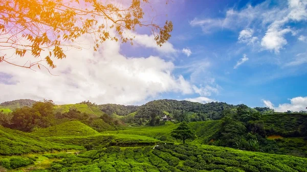 Osamělý Hoře Krásné Krajině Čajové Plantáže — Stock fotografie