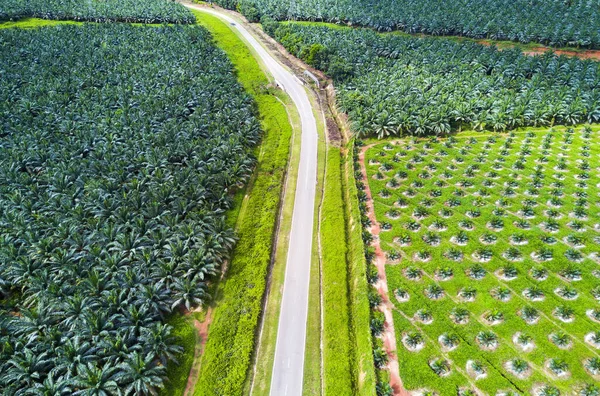 Doğu Asya 'daki petrol palmiyesi plantasyonunun Arial manzarası.