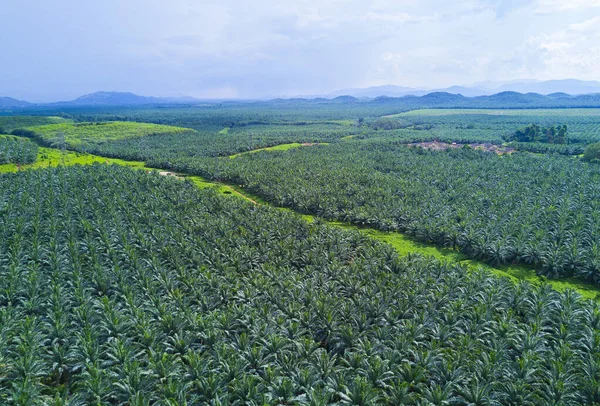 Arial Pohled Plantáž Palmy Olejové Východní Asii — Stock fotografie