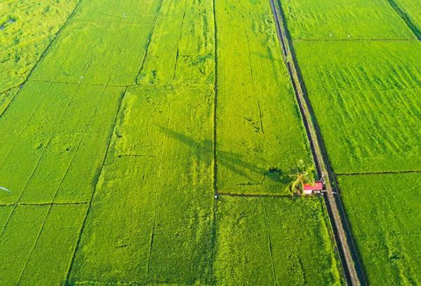 Vue Ariale Rizière Verte Sur Asie Est Lever Soleil — Photo