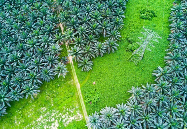 Vue Ariale Plantation Palmiers Huile Asie Est — Photo