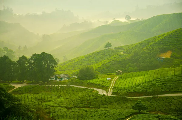 Waas Beeld Van Mooie Zonsopgang Uitzicht Tea Plantation Cameron Highland — Stockfoto