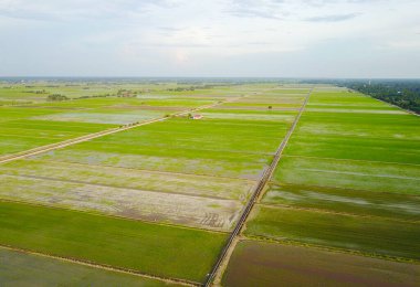 Güneydoğu Asya 'daki yeşil çeltik tarlasının havadan görüntüsü.
