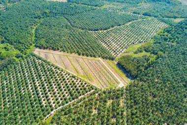Arka planda dramatik mavi gökyüzü olan palmiye plantasyonunun havadan görünüşü