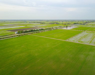 Güneydoğu Asya 'daki yeşil çeltik tarlasının havadan görüntüsü.