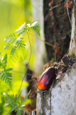 Çiftlikteki petrol palmiyesi meyveleri Asya 'da önemli bir tarım ekonomisidir.
