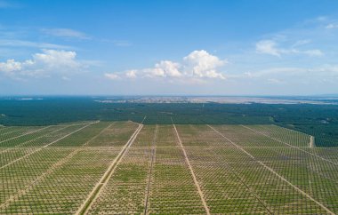 Arka planda dramatik mavi gökyüzü olan palmiye plantasyonunun Arial görünümü