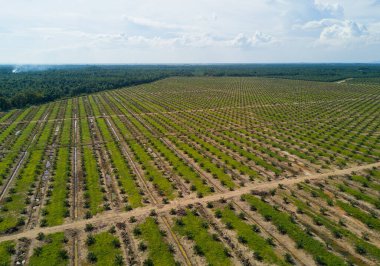 Arka planda dramatik mavi gökyüzü olan palmiye plantasyonunun havadan görünüşü