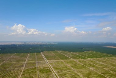 Arka planda dramatik mavi gökyüzü olan palmiye plantasyonunun havadan görünüşü