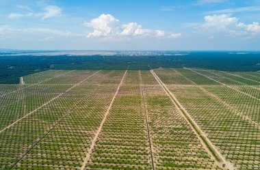 Arka planda dramatik mavi gökyüzü olan palmiye plantasyonunun Arial görünümü