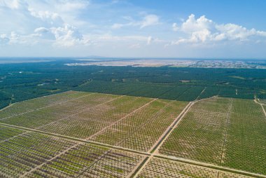 Arka planda dramatik mavi gökyüzü olan palmiye plantasyonunun havadan görünüşü