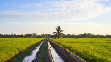 Eski terk edilmiş kulübe, hindistan cevizi ağacı ve sabah banyolu çeltik tarlası.