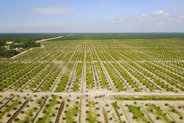 Arka planda dramatik mavi gökyüzü olan palmiye plantasyonunun havadan görünüşü