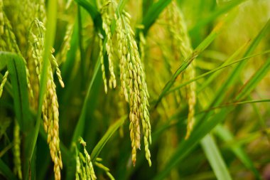 Çeltik tarlasında taze bir pirinç. Sığ DOF ve seçici odak.