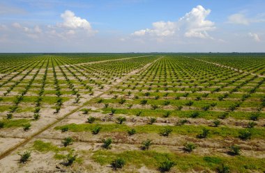 Arka planda dramatik mavi gökyüzü olan palmiye plantasyonunun havadan görünüşü