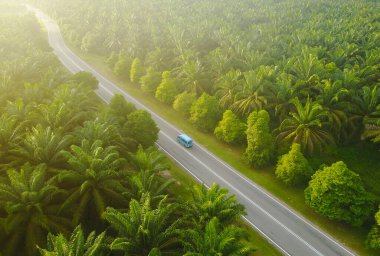 Sabahları palmiye ağaçlarının yanından geçen mavi araba, havadan görüş..