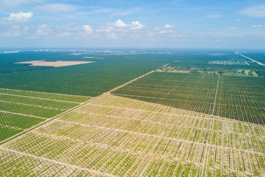 Arka planda dramatik mavi gökyüzü olan palmiye plantasyonunun havadan görünüşü