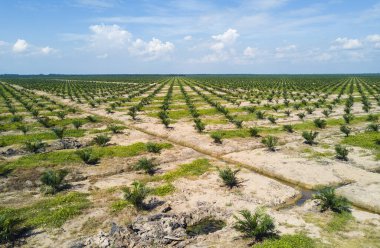 Arka planda dramatik mavi gökyüzü olan palmiye plantasyonunun Arial görünümü