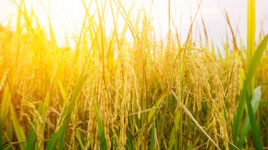 Sarı çeltik tarlası. Seçici odak