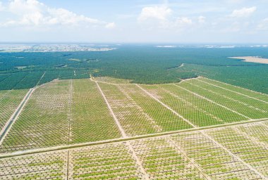 Arka planda dramatik mavi gökyüzü olan palmiye plantasyonunun Arial görünümü