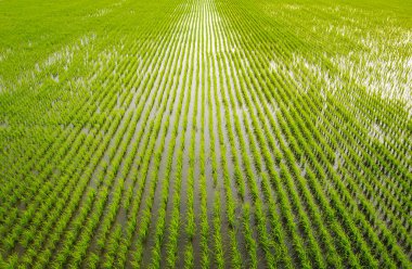Güneydoğu Asya 'daki yeşil çeltik tarlasının havadan görüntüsü.