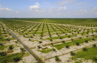 Arka planda dramatik mavi gökyüzü olan palmiye plantasyonunun havadan görünüşü