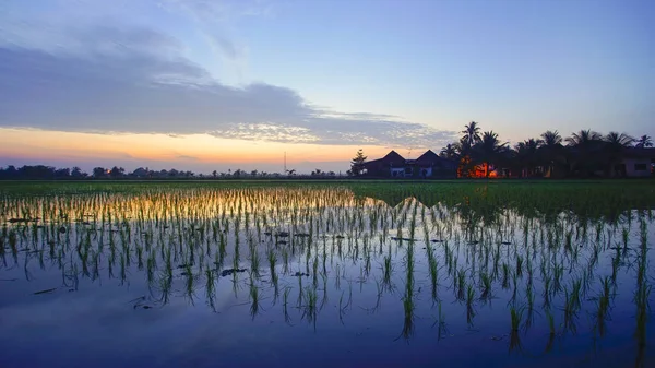 Krásný Výhled Rýžové Pole Při Východu Slunce Malajsii Složení Přírody — Stock fotografie