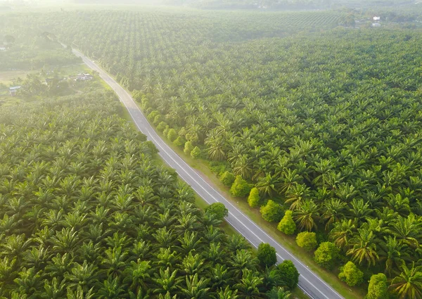 Letecký Pohled Palmovou Plantáž Jihovýchodní Asii — Stock fotografie