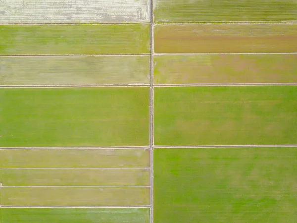 Colpo Aereo Vista Dall Alto Del Seme Risaia Verde — Foto Stock