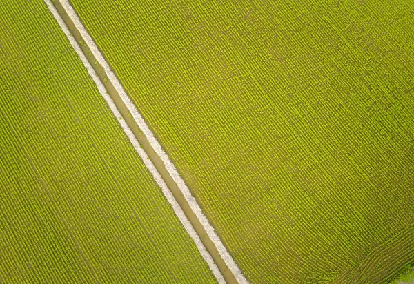 Vue Aérienne Rizière Verte Asie Sud Est — Photo