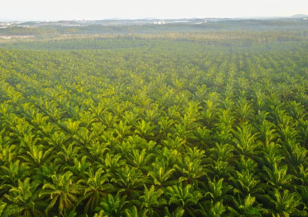 Güneydoğu Asya Daki Palm Plantasyonu Nun Havadan Görünüşü — Stok fotoğraf