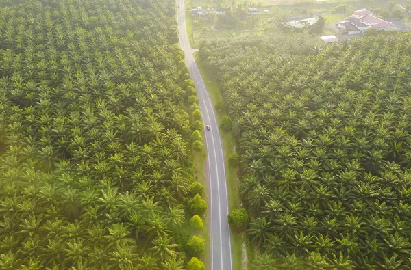 Vue Aérienne Palm Plantation Asie Sud Est — Photo