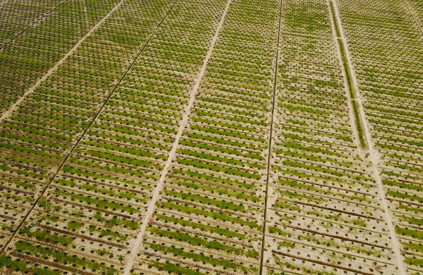 Vue Aérienne Plantation Palmiers Avec Ciel Bleu Spectaculaire Arrière Plan — Photo