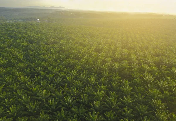 stock image Aerial view of Palm Plantation at South East Asia