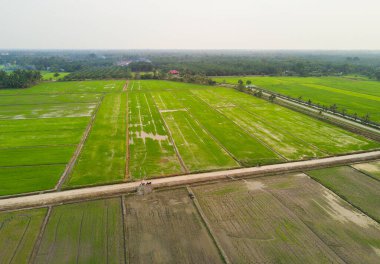 Gün batımında çeltik tarlasının Arial manzarası