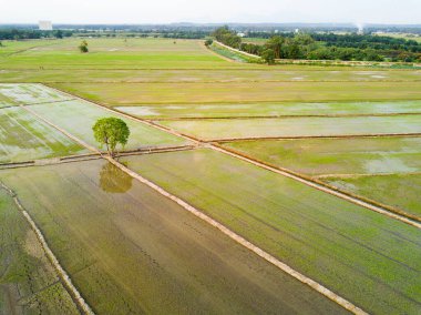 Gün batımında çeltik tarlasının Arial manzarası
