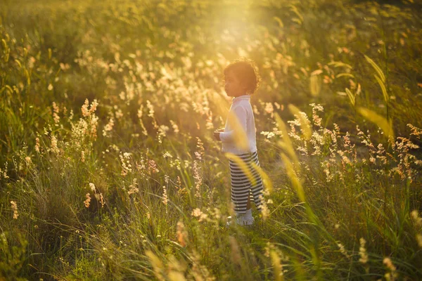 Cute Little Baby Girl Picking Flower Sunset — Stock Photo, Image