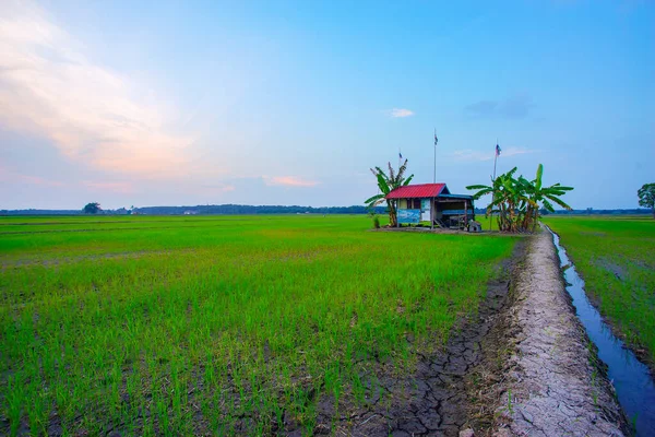 Oude Traditionele Rijstveld Bamboe Slecht Weer Hut Tonen Rijstveld Landschappen Rechtenvrije Stockfoto's