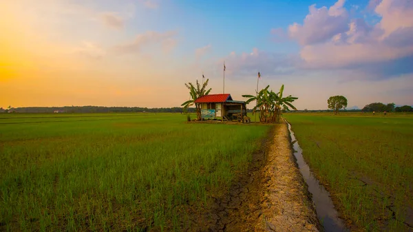 古老的传统稻田竹子恶劣的天气棚 展现出稻田的风景和幸存的本土树木 图库图片