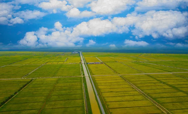 Widok Lotu Ptaka Krajobraz Żółtego Pola Ryżowego — Zdjęcie stockowe