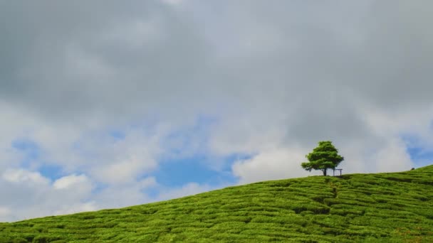 Timelapse Piantagione Verde Cameron Highland Dopo Alba — Video Stock