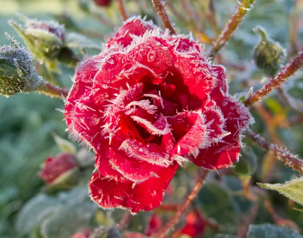 Czerwone róże z szron — Zdjęcie stockowe
