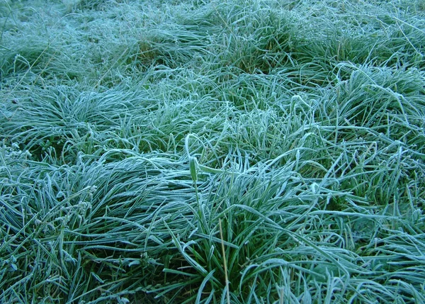 Trawa pokryta szron — Zdjęcie stockowe