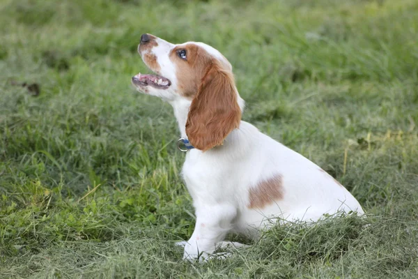 Sitting red and white puppy of spaniel — Stock Photo, Image