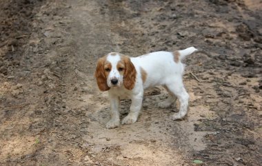 İspanyol, yalnız zavallı üzgün köpek yavrusu