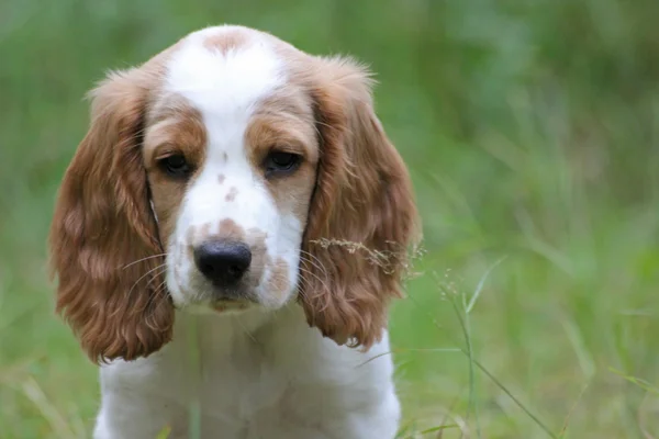 Das Portrait des lustigen rot-weißen Welpen von Spaniel — Stockfoto