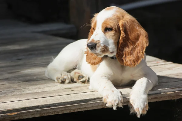 Röd och vit valp av spaniel koppla av på verandan Stockbild