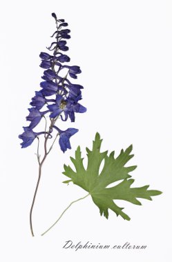 Kuru çiçekler Latince imzalı resmini.